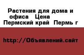 Растения для дома и офиса › Цена ­ 1 500 - Пермский край, Пермь г.  »    